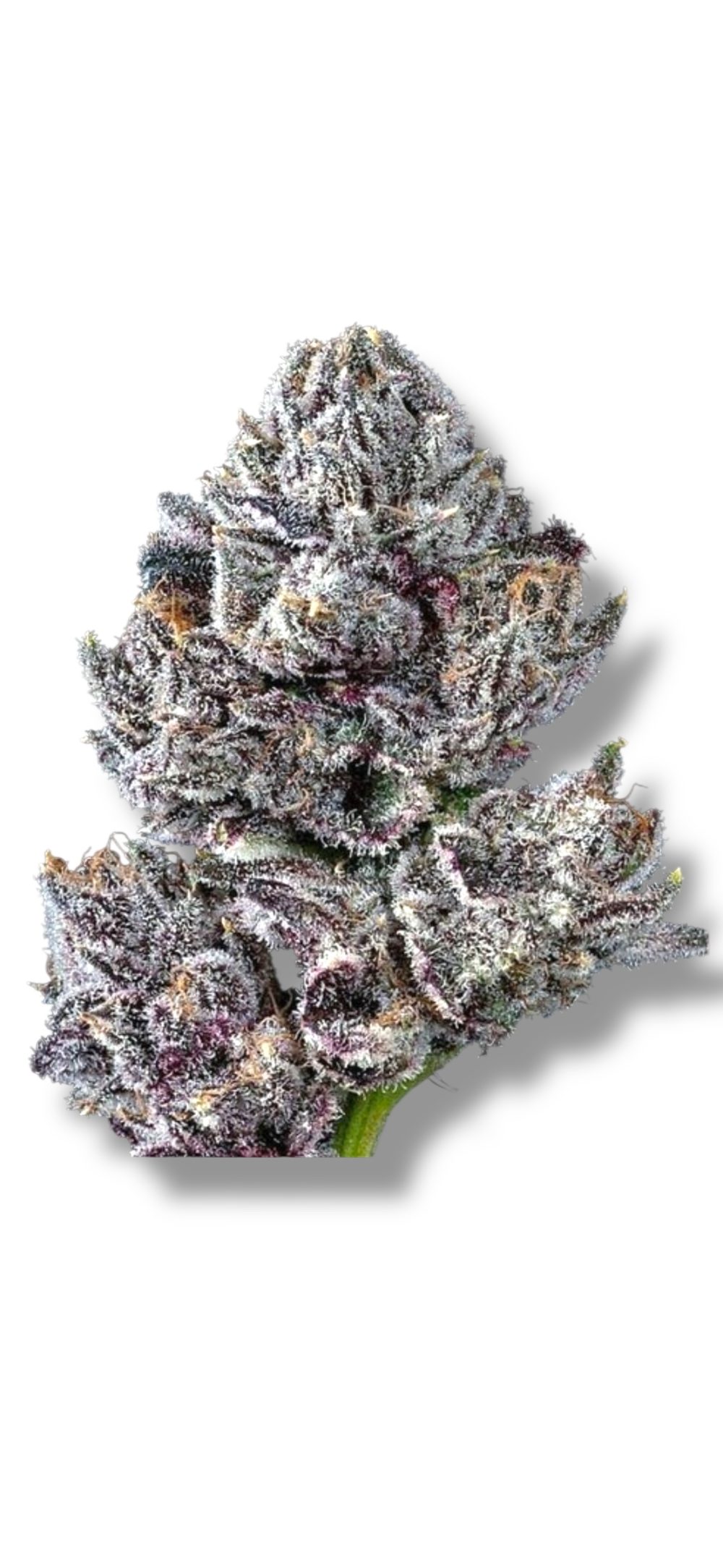 Loma Prieta Cannabis Flower - Sativa