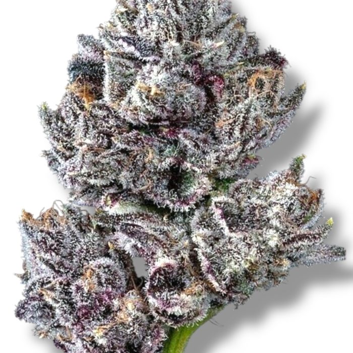 Loma Prieta Cannabis Flower - Sativa